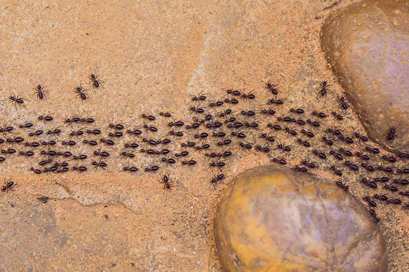 Ant Problem in Calgary